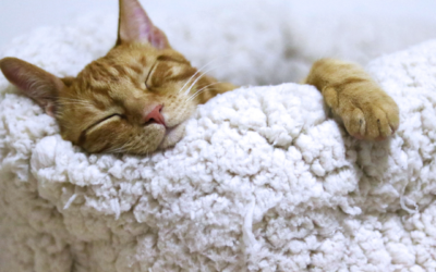 8 habitudes pour améliorer votre sommeil